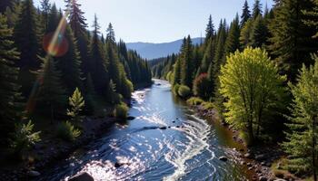 a shimmering river cutting through a forests photo
