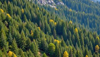 evergreen forest on a mountainsides photo