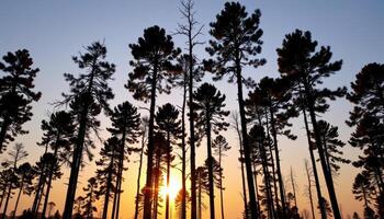 tall forest trees silhouetted against sunsets photo