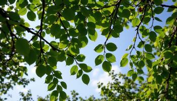 canopy of overlapping green leavess photo