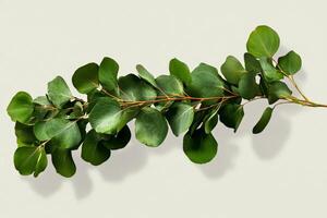 Green Eucalyptus Branch Resting on a Light Surface Showcasing Lush Leaves and Natural Beauty photo