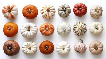 fifteen small pumpkins in a row photo