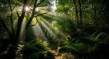 sunlight shining through the trees in a forest photo