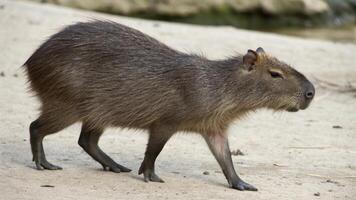 a capybara is walking on the ground photo