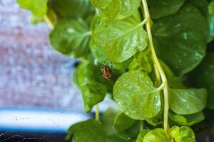 A reddish brown spider with black markings hangs in its web surrounded by green leaves. Water droplets and blurred background elements are visible. photo