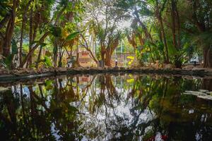 A tranquil garden scene featuring a reflective pond, tropical plants, trees, and sunlight. A wooden fence and structure are visible in the background. photo