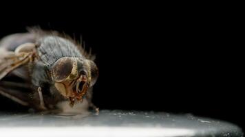 Dead fly bug close-up macro, insect pest entomology insecticide on white surface. Housefly dried isolated rotating on black background video