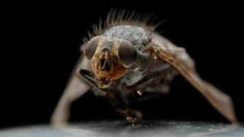 Dead fly bug close-up macro, insect pest entomology insecticide on white surface. Housefly dried isolated rotating on black background video