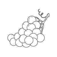Doodle a large bunch of grapes. Grapes are large and collected in bunches. Minimalistic drawing for children's coloring pages vector