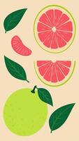 Hand-drawn illustration of Pomelos with leaves - fresh, juicy green fruits in a cute and playful cartoon style on peach background vector