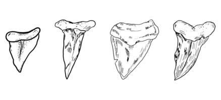 Shark tooth sketch tattoo, megalodon teeth line doodle sharp silhouette. Jaw teeth fossil, textured retro symbol. vector