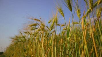 Close-up view lush wheat field in golden hues, illuminated by sun. Delicate spikes and green stalks move with wind, creating harmonious and calming agricultural landscape perfect for farming themes. video