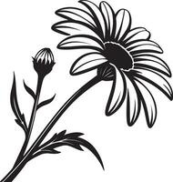 Elegant Black and White Daisy Flower with Bud, Blooming in a Garden Setting, Representing Serenity and Grace vector