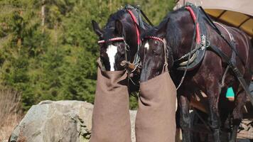 Two black harnessed horses eat from feed sacks near Morskie Okonal transport at Morskie Oko in Poland video