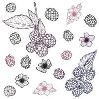 Set of blackberries with their flowers. hand drawn line art of summer fruit in red and black isolated on white background. Highly detailed for print and online projects. vector
