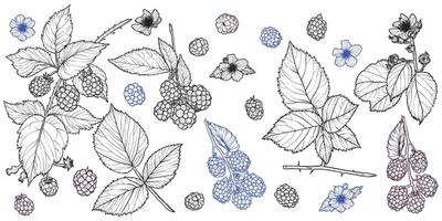 Set of line art blackberry plant with flowers, leaves, fruits isolated on white background. Hand drawn botanical illustration of summer fruit. For print and online projects vector