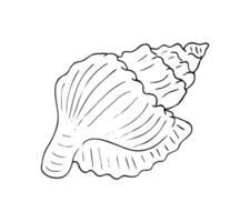 Hand-drawn seashell illustration in black and white. Perfect for beach-themed designs, coloring pages, summer decor, or ocean-related graphics. vector