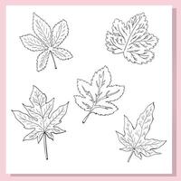 A hand-drawn collection of five different leaves in black and white outline style. Each leaf is unique in shape and detail, showcasing various botanical species such as maple, chestnut, and grape. vector