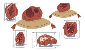 set of fossils, bones, dinosaur footprints, shells on a pillow and on stands under glass. An archaeological find. Flat color illustration. scientific projects, encyclopedias, museum exhibitions vector