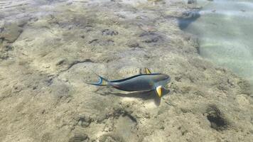 A clear shallow water scene with sandy bottom and a Surgeonfish fish swimming near the surface. The environment is calm and natural, showcasing marine life. video