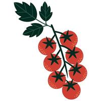 flat cherry tomato hand drawn isolated on white background vector