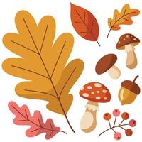 Autumn leaves acorns hand drawn isolated white background vector