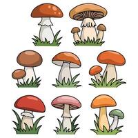 Forest mushrooms edible set isolated white background vector