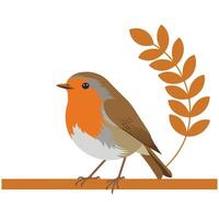 Robin bird profile side isolated white background vector