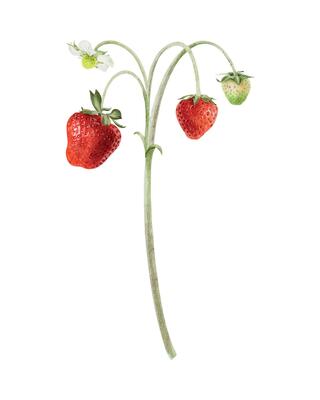 Wild Strawberry branch with fruits and flowers. Watercolor illustration of Red, green berries on spring. Isolated hand drawn summer plant for package, cosmetic, web design, cards, agriculture, farming