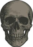 Artistic skull illustration vector