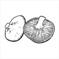 Two hand-drawn mushrooms, one whole and one sliced, showcasing their gills and caps. The illustration emphasizes the natural details of the fungi. vector
