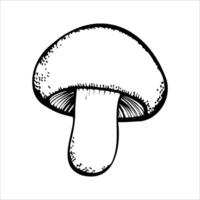 A detailed illustration of a white mushroom with a rounded cap and a thick stem. The drawing emphasizes the texture and shape of the mushroom. vector