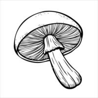 A detailed illustration of a mushroom with a rounded cap and a slender stem. The lines are clear and emphasize the texture of the gills beneath the cap. vector