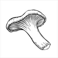 A detailed illustration of a chanterelle mushroom with a wavy cap and a smooth stem. The drawing highlights the mushroom's unique texture and shape. vector
