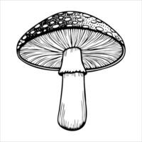 A detailed illustration of a mushroom with a rounded cap and a thick stem. The cap features small dots and lines, showcasing its texture and structure. vector