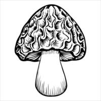 A detailed illustration of a morel mushroom with a textured cap and a smooth stem. The design is monochromatic, showcasing the unique features of the mushroom. vector