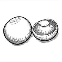 Two hand-drawn mushrooms, one whole and one sliced, displayed in a simple black and white style. Ideal for culinary or botanical themes. vector