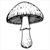 A detailed illustration of a mushroom with a rounded cap and a thick stem. The mushroom is depicted in black and white, showcasing its texture and shape. vector
