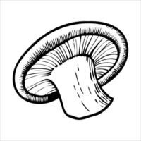 A detailed illustration of a mushroom with a broad cap and a thick stem. The lines are bold and clear, emphasizing the mushroom's structure. vector