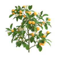 orange tree with flowers and fruit on a branch png