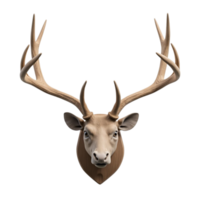 Detailed Front View of a Majestic Deer Head with Large Antlers on a Transparent Background File png
