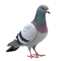 Detailed Studio Portrait of a Single Pigeon Standing on a Black Background Cut Out png