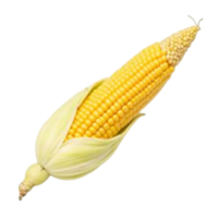 Fresh ear of corn with bright yellow kernels and green husks isolated file png