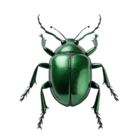 Shiny metallic green beetle isolated on transparent background top view file rendering png