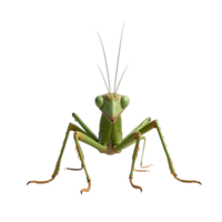 studio shot of a green praying mantis insect on a black background full body view png