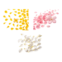set of three colorful rose petals falling Splashes on a transparent isolated background. png