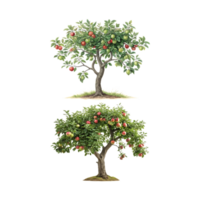 Two Apple Trees Laden with Ripe Red and Green Fruit and apple tree isolated on transparent background. png