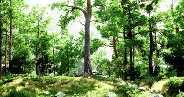 CGI Lush green forest with towering trees and vibrant undergrowth in sunlight video