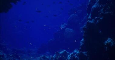 CGI Colorful underwater scene with coral and fish in a vibrant ocean setting video
