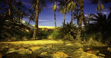 CGI Desert oasis landscape with palm trees and sandy dunes under twilight sky video